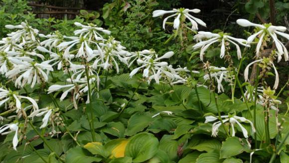 家有院子，適合栽培5種「懶人」植物，一次種植，賞花10年