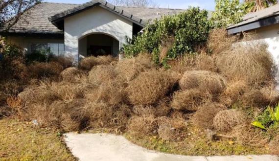 不知名植物入侵美國，在國外瘋狂繁殖，為何在我國卻不多見？