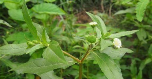 農村路邊野草，竟是「滋補肝腎」的良藥，你見過它嗎？