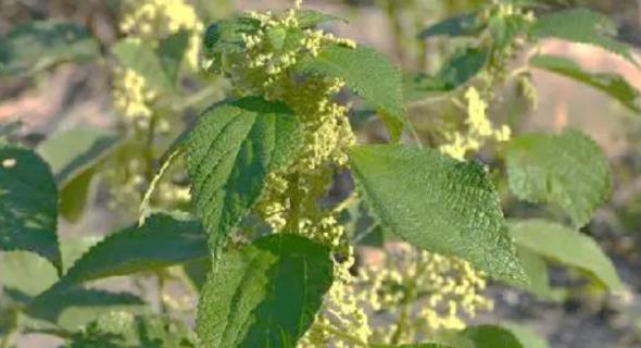 這種農村餵豬植物，擁有世界最長、最細纖維，被譽為「中國草」