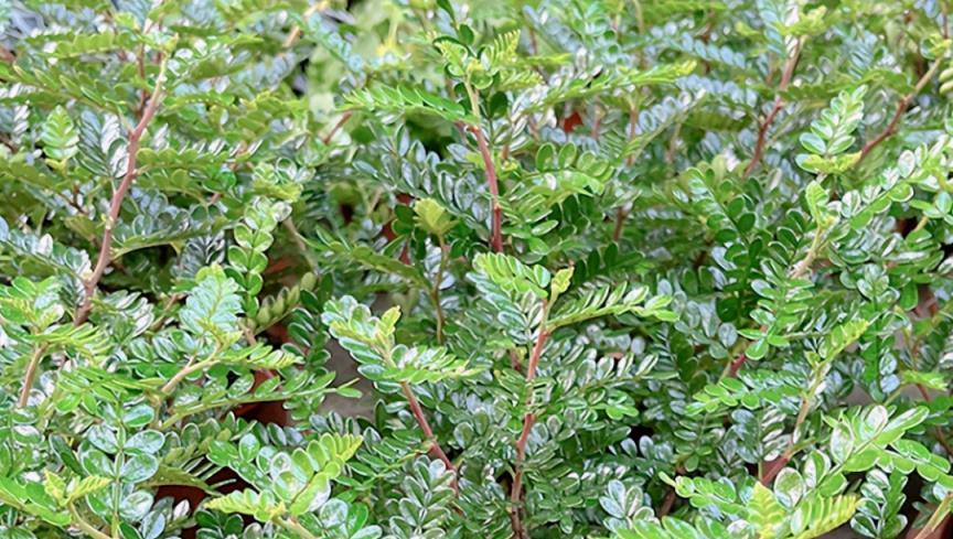 夏季，在家裡養一盆「驅蚊」的花草，整個夏天不受蚊蟲「騷擾」