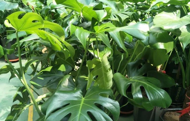 4種耐陰植物，擺放在室內增加「高階感」