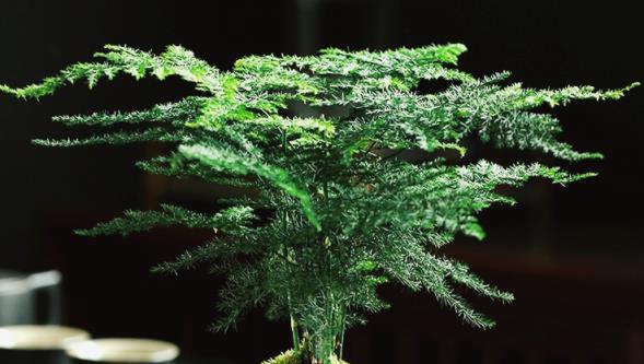 3種耐陰植物有顏值，清新空氣好養活，「花旺人旺」寓意好