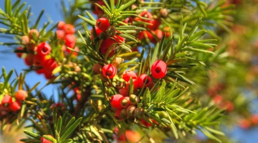 紅豆杉播種繁殖生長緩慢，採用扦插繁殖，30天就成紅豆杉大戶