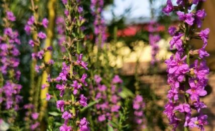 張頌文的「農家院」火遍全網：養花、種菜、養貓，慵懶愜意，讓百萬人羨慕！