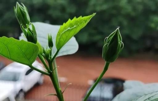 懶人植物扶桑花，養護有「技巧」，做好4方面，花開爆滿盆