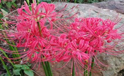 傳說中的冥界之花——彼岸花，與「曼珠沙華」真的沒關係