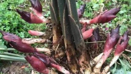 這種植物曾是農村不起眼的「野菜」，如今卻大量出口，被譽為「亞洲人蔘」