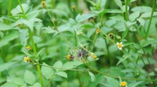 農村常見野草「鬼針草」，雖愛「黏」人，卻全身是寶