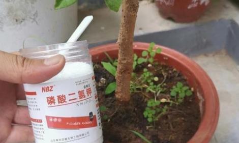 長壽花偷懶不開花？三個「步驟」快速爆花，還能讓花量翻倍