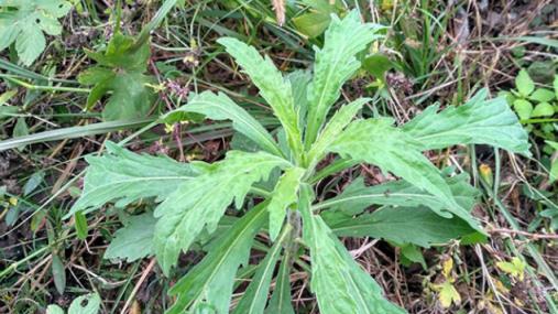 入侵植物上「黑名單」，卻有 5 大好處，難怪有人採回家！