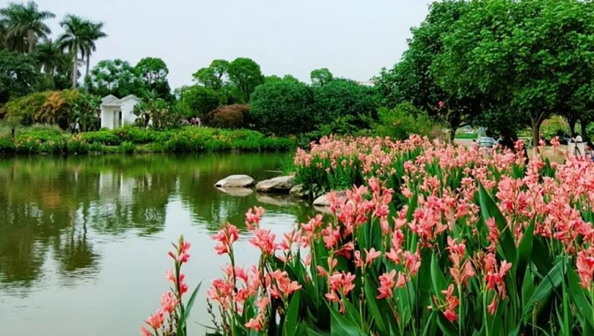 家有院子，適合栽培4種「懶人」植物，一次種植，賞花10年