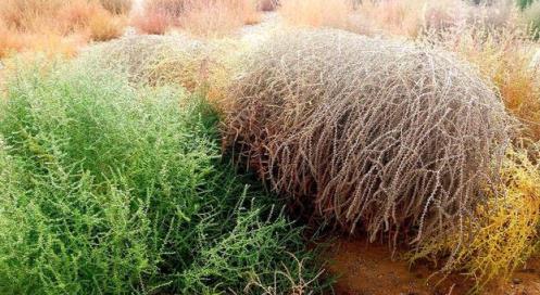 入侵全球的植物，堵路又「淹」房，在中國卻被吃光？專家：錯！