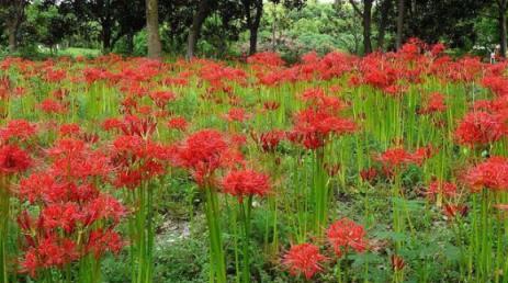 傳說中的冥界之花——彼岸花，與「曼珠沙華」真的沒關係