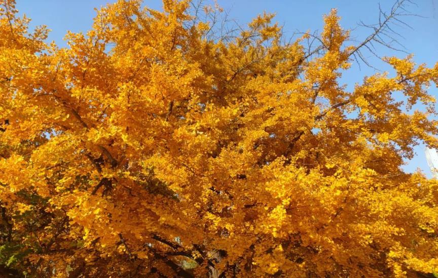 家有3種「鎮宅花」，生長旺盛寓意好，越養越值錢