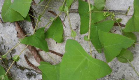 農村常見帶刺野草，竟是蛇的「剋星」，還能治毒蛇咬傷！你認識它嗎？