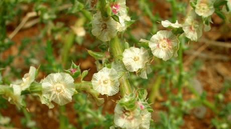 入侵全球的植物，堵路又「淹」房，在中國卻被吃光？專家：錯！