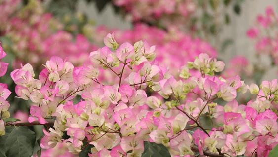 3種「塑料花」，哪怕粗放管理，也能開花半年多，適合懶人和新手