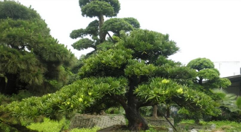 2種「鎮宅花」壽命長，越養越值錢，可以當「傳家寶」，子孫後代富！