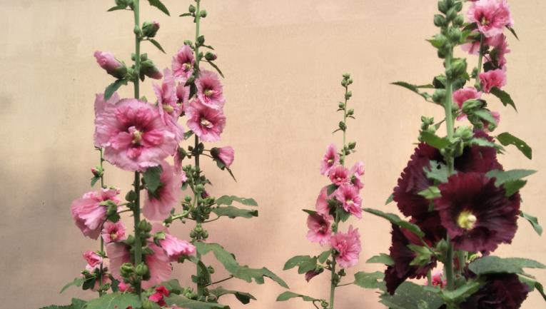 家有院子，適合栽培4種「懶人」植物，一次種植，賞花10年