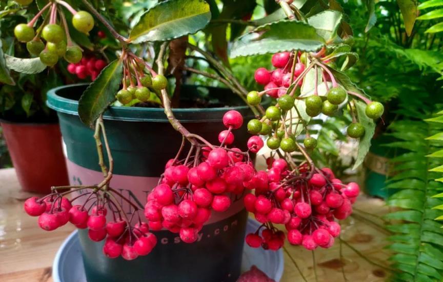 「毒花」進家門，花旺人不旺，4種小毒花，早點搬出去養