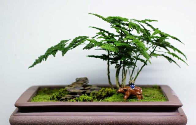 文竹養植一週就黃葉，看我這樣養，能不能養成「小森林」