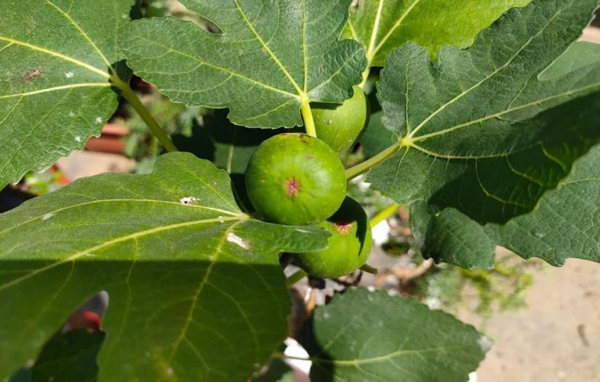 8種「天然淨化器」，養護簡單，淨化室內空氣，花旺人也旺