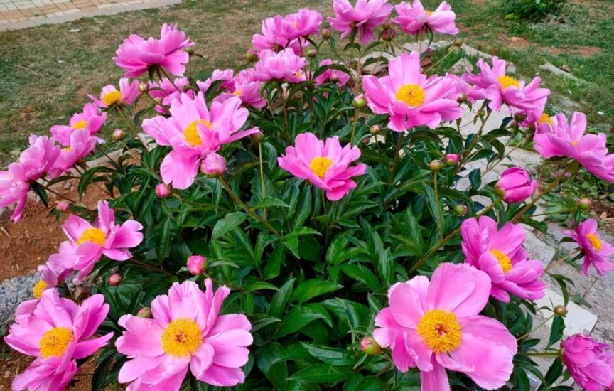 3種不愛「浪漫」的花，夏天別淋雨，不然只能收空盆