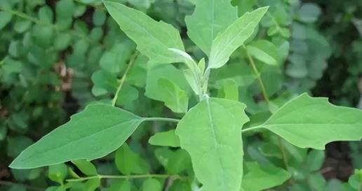 農村常見的植物「灰灰菜」，燒成灰有「大用途」，誰用誰知道