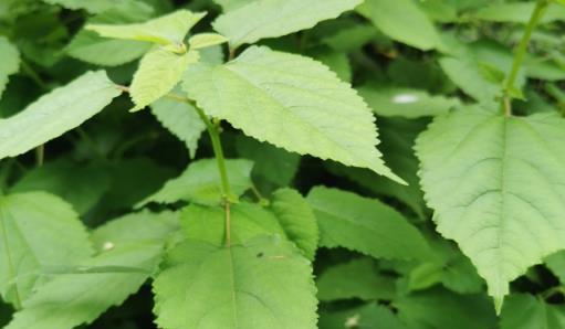 農村用來餵豬的野草，全身是寶，根部尤為珍貴，你可認識？