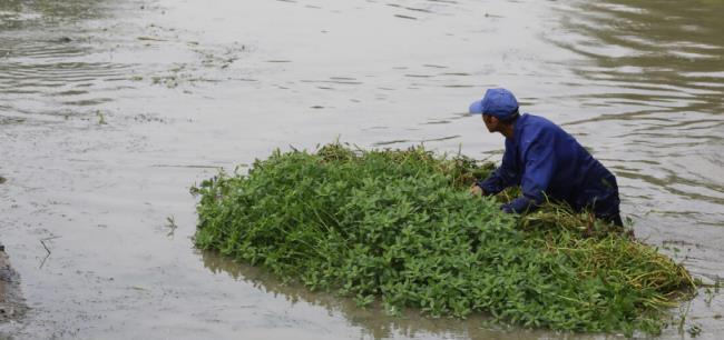 能吃又能入藥的「入侵」植物，花2億都難清除，為何被一隻小蟲子團滅了？