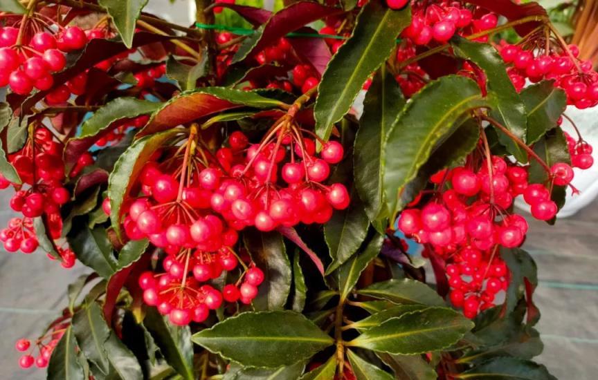 家中養三花，財富不用愁”，這3種「吸財花」，快來養一盆！