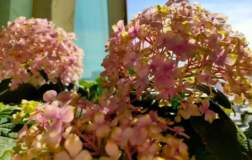 繡球花開花時的4個「誤區」，可能讓你白費心思，浪費錢，還縮短花期
