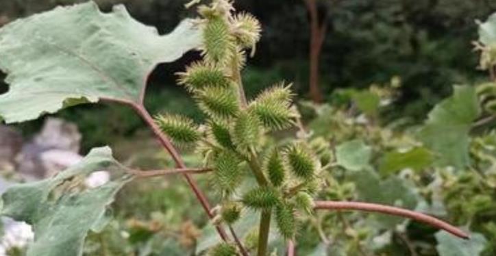 入侵中國2000年的植物，屢次把人毒進醫院，它的危害有多大？