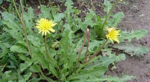 7種野菜好吃又營養，農村人不屑一顧，城裡人當「寶貝」