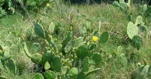 3種「入侵」植物，導致他國耗巨資難消滅，在我國成「笑話」：當菜又當柴