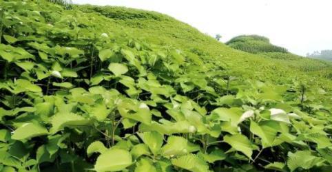 這種農村餵豬植物，擁有世界最長、最細纖維，被譽為「中國草」