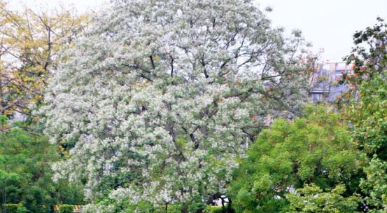 在農村，這種樹被稱為「啞巴果樹」，渾身都是寶，為何卻消失不見了？