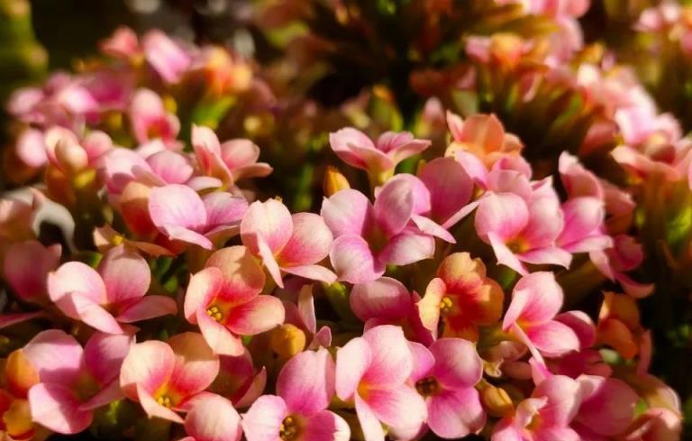 夏季養長壽花，做好5「防」輕鬆度夏，秋天開花爆滿盆！