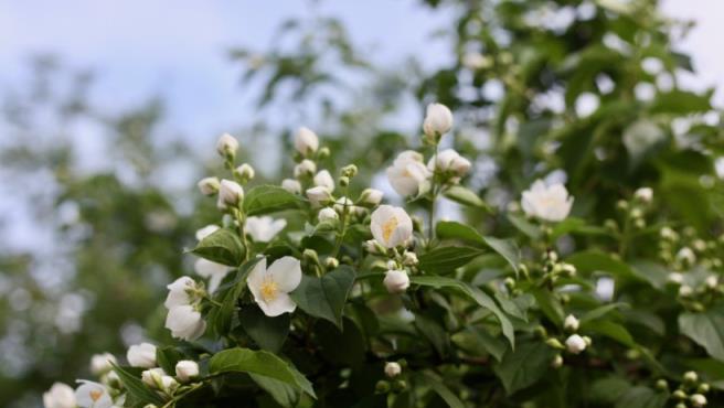 茉莉花開花少？改善養護方法，呼呼冒花苞