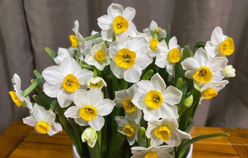 水仙花養植季，學會掌控水仙花的花期，可以任性大年初一賞花