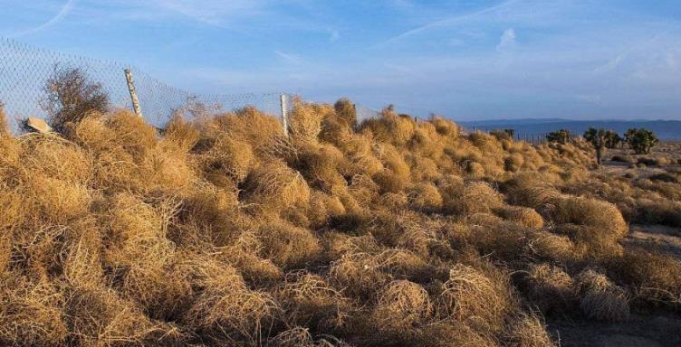 3種最悲催的「入侵」植物，英美人人深惡痛絕，在中國被吃到種植