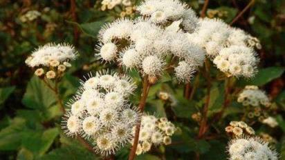 我國「頭號」入侵植物，3年可廢掉一片草原，如今依然氾濫