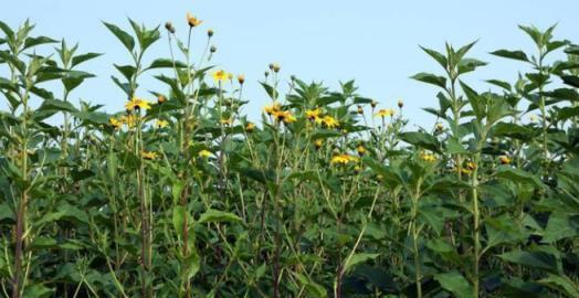 有趣！國外氾濫成災的植物，入侵我國後被做成鹹菜「吃絕」