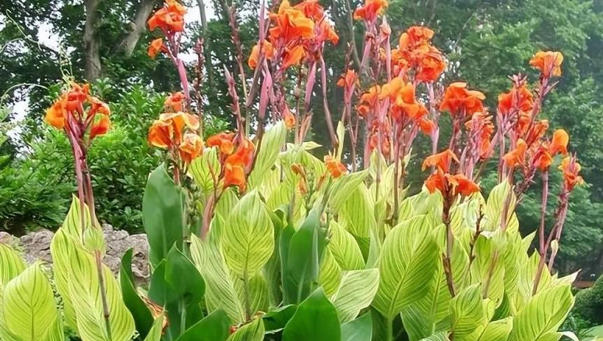 家有院子，適合栽培4種「懶人」植物，一次種植，賞花10年