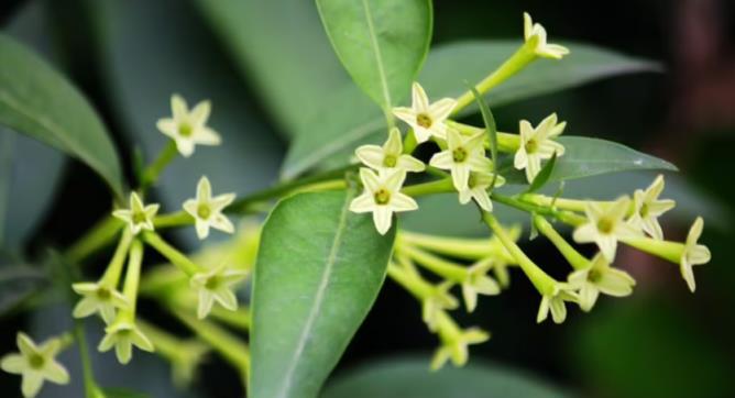 「毒花」進家門，花旺人不旺，4種小毒花，早點搬出去養