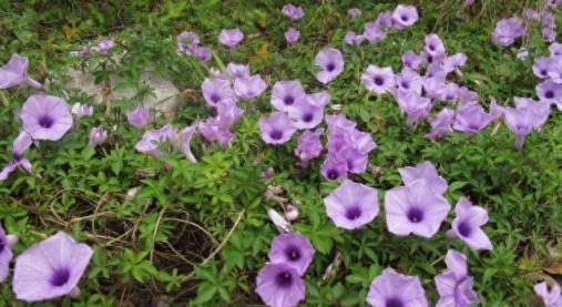 它是「一級入侵植物」，長得像喇叭花，常被當雜草除掉，根卻是稀罕物