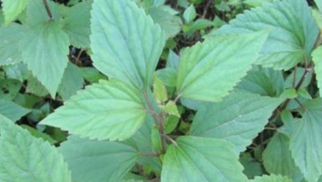 我國「頭號」入侵植物，3年可廢掉一片草原，如今依然氾濫