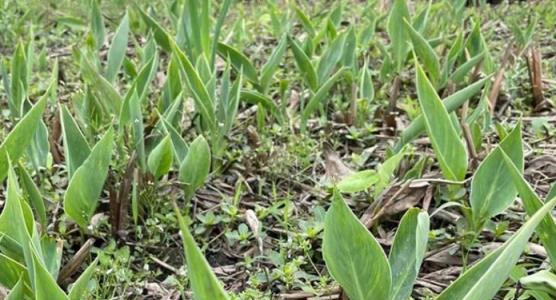 家有院子，適合栽培4種「懶人」植物，一次種植，賞花10年