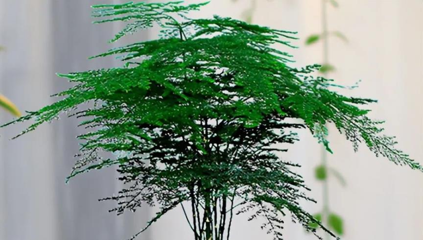 3種耐陰植物有顏值，清新空氣好養活，「花旺人旺」寓意好